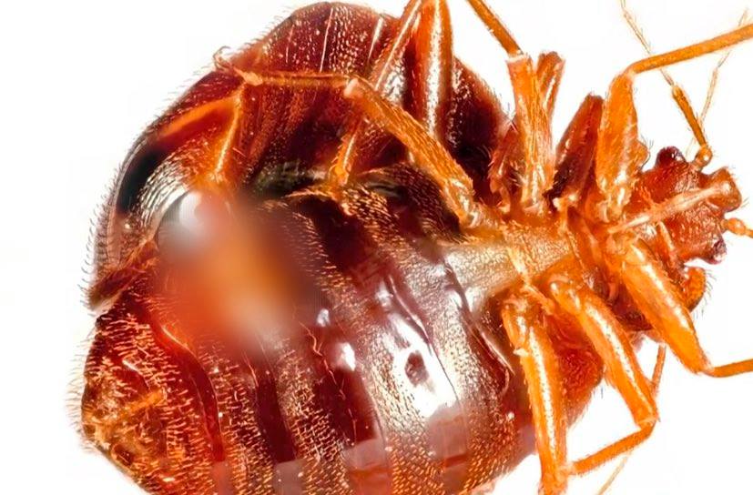 Daily MOS: Traumatic Bed Bug Insemination