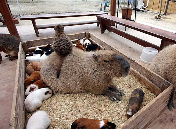 daily-mos-the-friendly-capybara