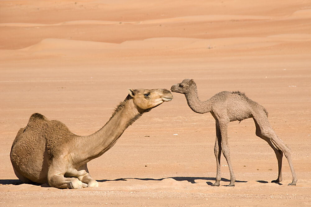 Daily MOS: The Australian Feral Dromedary Camel Wars